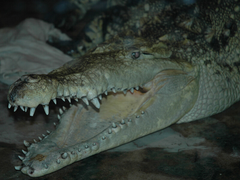 An albino crocodile : r/pics