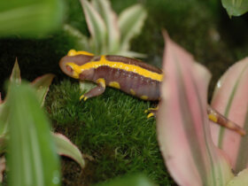 Salamanders